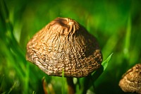 Poisonous mushroom with thin stem. Free public domain CC0 image.