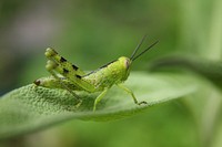 Grasshopper photo. Free public domain CC0 image.