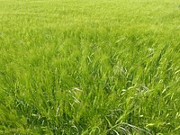 Barley field. Free public domain CC0 photo.