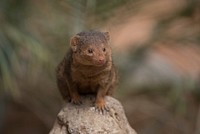 Dwarf mongoose, wildlife. Free public domain CC0 photo.