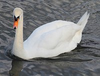 White swan swimming alone. Free public domain CC0 photo.