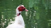 Muscovy duck close up. Free public domain CC0 photo.