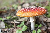 Poisonous mushroom with a red hat in the grass. Free public domain CC0 photo.