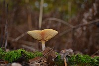 Poisonous mushroom with thin stem. Free public domain CC0 image.