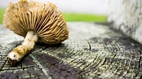 Wild mushroom on the forest floor. Free public domain CC0 photo.