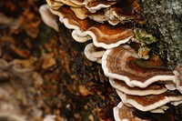 Turkey tail mushroom in the forest. Free public domain CC0 image