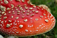 Red mushroom hat, fly agaric toadstool. Free public domain CC0 image.