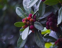 Closeup on Chinese bayberry plant. Free public domain CC0 image.