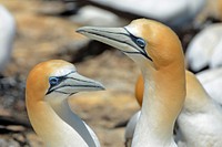 Northern gannet, bird photography. Free public domain CC0 image.