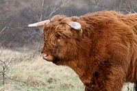 Nature cow & bull in the nature. Free public domain CC0 photo