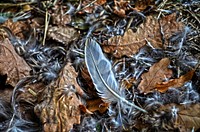 Dry leaves on the ground. Free public domain CC0 image