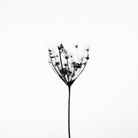 Flower in black and white. Free public domain CC0 image.
