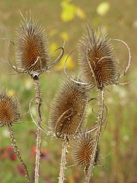 Dried thistle background. Free public domain CC0 photo.