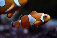 Clownfish close up. Free public domain CC0 photo.