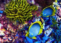 Two blackback butterflyfishes close up. Free public domain CC0 photo.