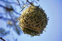 Birds nest in tree, nature photography. Free public domain CC0 image.