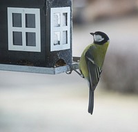 Great Tit bird, animal photography. Free public domain CC0 image.