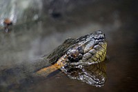 Snake & reptile animal. Free public domain CC0 image