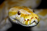 Yellow rock python snake photo. Free public domain CC0 image.