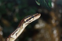 King python mojave snake. Free public domain CC0 photo