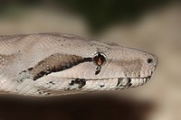 Rock python snake in nature. Free public domain CC0 image.