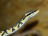 Yellow snake in nature photo. Free public domain CC0 image.