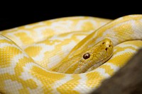 Yellow rock python snake photo. Free public domain CC0 image.