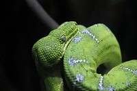 Exotic green snake closeup. Free public domain CC0 photo.