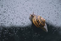 Snail crawling on a window. Free public domain CC0 photo.