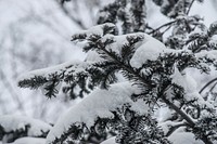 Pine tree in snow. Free public domain CC0 image.