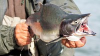 Man holding dead fish. Free public domain CC0 photo.