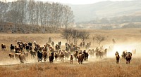 Herd of horses running. Free public domain CC0 photo.