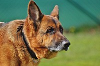 Brown dog face. Free public domain CC0 photo.