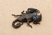Scorpion photo. Free public domain CC0 image.