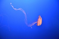 Bright jellyfish floating alone. Free public domain CC0 photo.