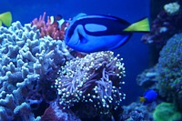 Blue tang fish close up. Free public domain CC0 image.