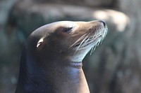 Sea lion side view closeup. Free public domain CC0 photo.