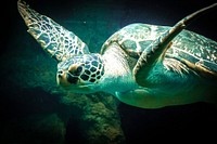 Green sea turtle swimming closeup. Free public domain CC0 image.