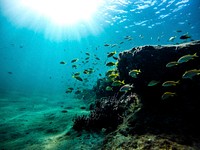 Fishes swimming in group. Free public domain CC0 photo.