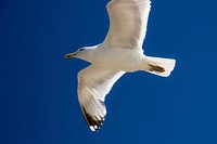 Flying seagull close up. Free public domain CC0 photo.