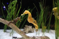 Seahorse in aquarium. Free public domain CC0 photo.
