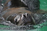 Sea lion swimming close up. Free public domain CC0 photo.