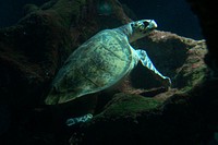 Green sea turtle swimming. Free public domain CC0 photo.