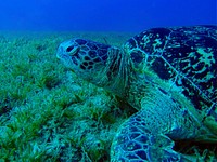 Green sea turtle swimming closeup. Free public domain CC0 image.