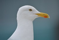 Seagull face close up. Free public domain CC0 photo.