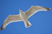 Flying seagull close up. Free public domain CC0 photo.