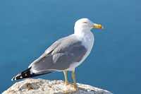 Seagull standing alone close up. Free public domain CC0 photo.