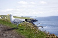 Seagull standing alone close up. Free public domain CC0 photo.