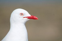 Seagull face close up. Free public domain CC0 photo.