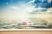 Seagull standing alone close up. Free public domain CC0 photo.
